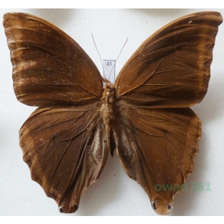 Amathusia phidippus (Linnaeus, 1763) Philippinus 92mm43